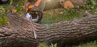 Best Tree Risk Assessment  in Wilburton, OK